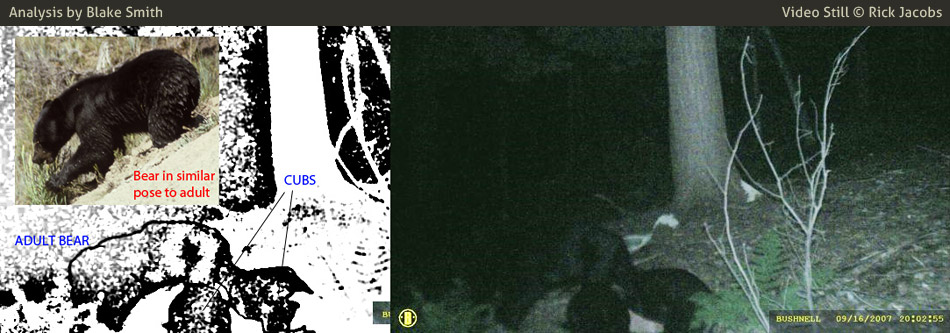 Trail Cam photo (right) taken by Rick Jacobs. Additional Analysis material (left) by Blake Smith. Copyright 2007 Rick Jacobs. 