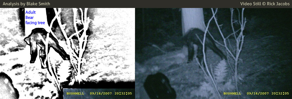 Trail Cam photo (right) taken by Rick Jacobs. Additional Analysis material (left) by Blake Smith. Copyright 2007 Rick Jacobs. 