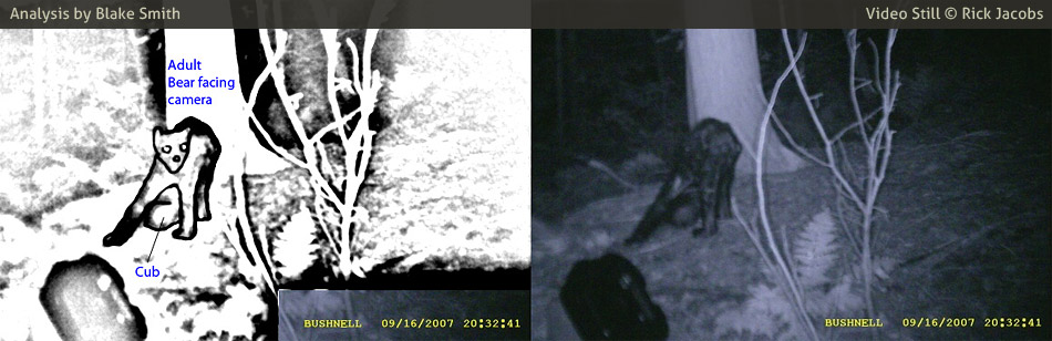 Trail Cam photo (right) taken by Rick Jacobs. Additional Analysis material (left) by Blake Smith. Copyright 2007 Rick Jacobs.