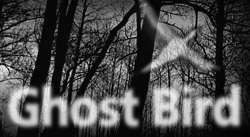 #014 – Ghost Bird
