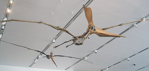 005 – Dr. Dave Martill & Pterosaurs