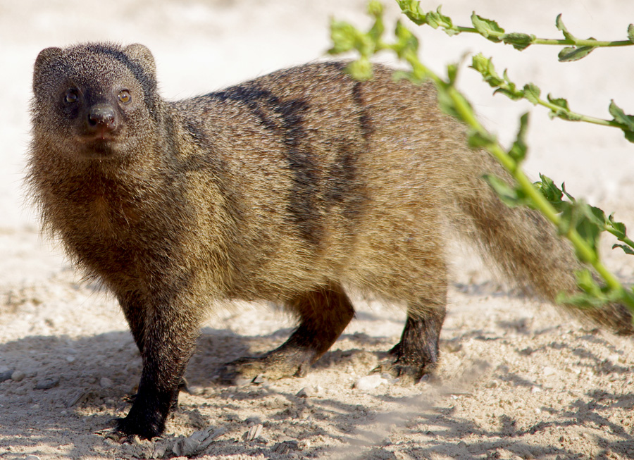 067 – WHAT’S GOOD FOR THE MONGOOSE…