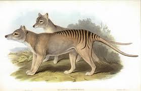 225 – Thylacines and Pademelons