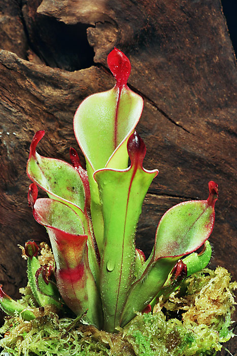 236 – Carnivorous Plants