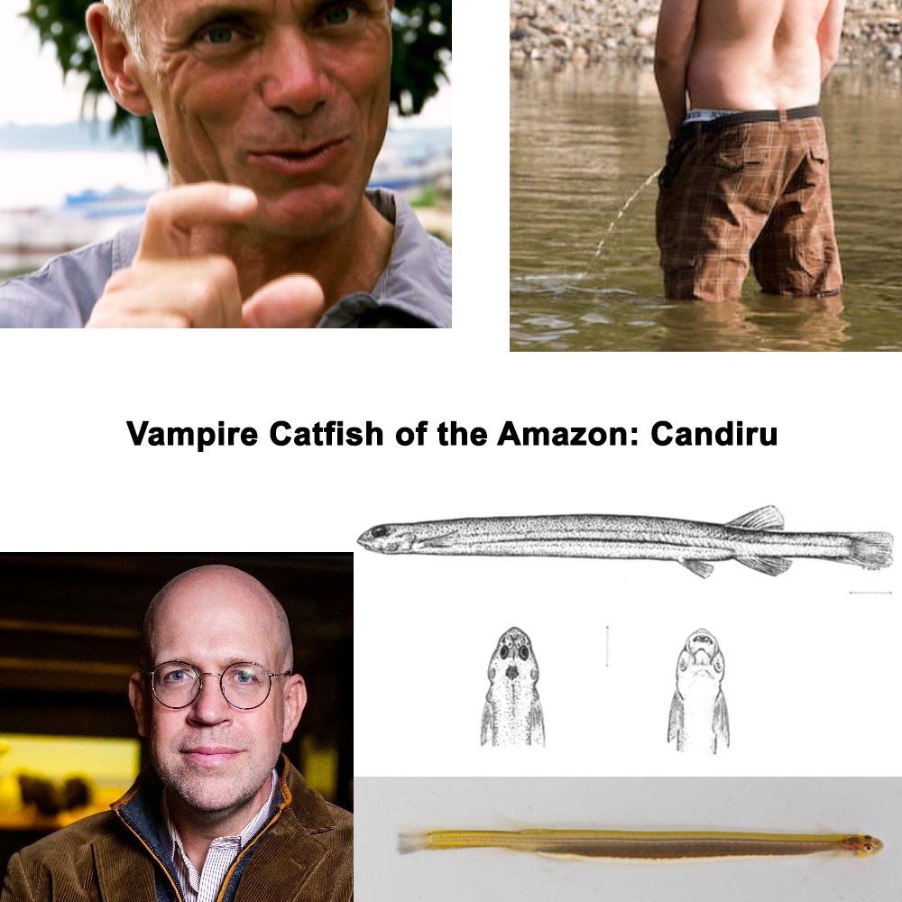 273 – The Bloodsucking Catfish – Candiru