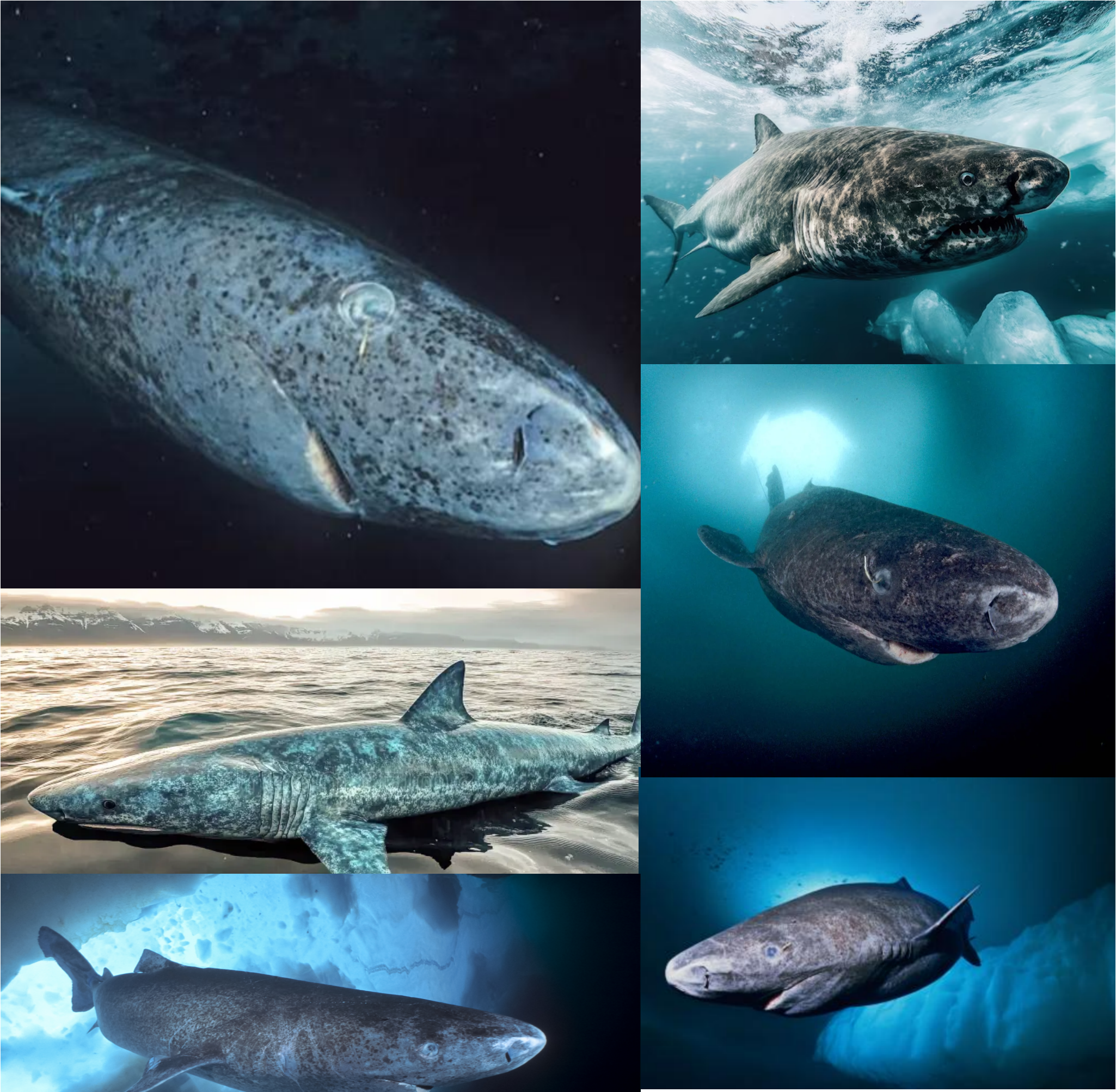 S05E16 - Greenland Sharks with Greg Skomal - MonsterTalk